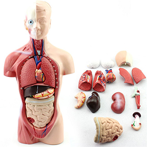 Human Body System Model
